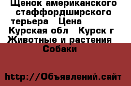 Щенок американского стаффордширского терьера › Цена ­ 1 500 - Курская обл., Курск г. Животные и растения » Собаки   